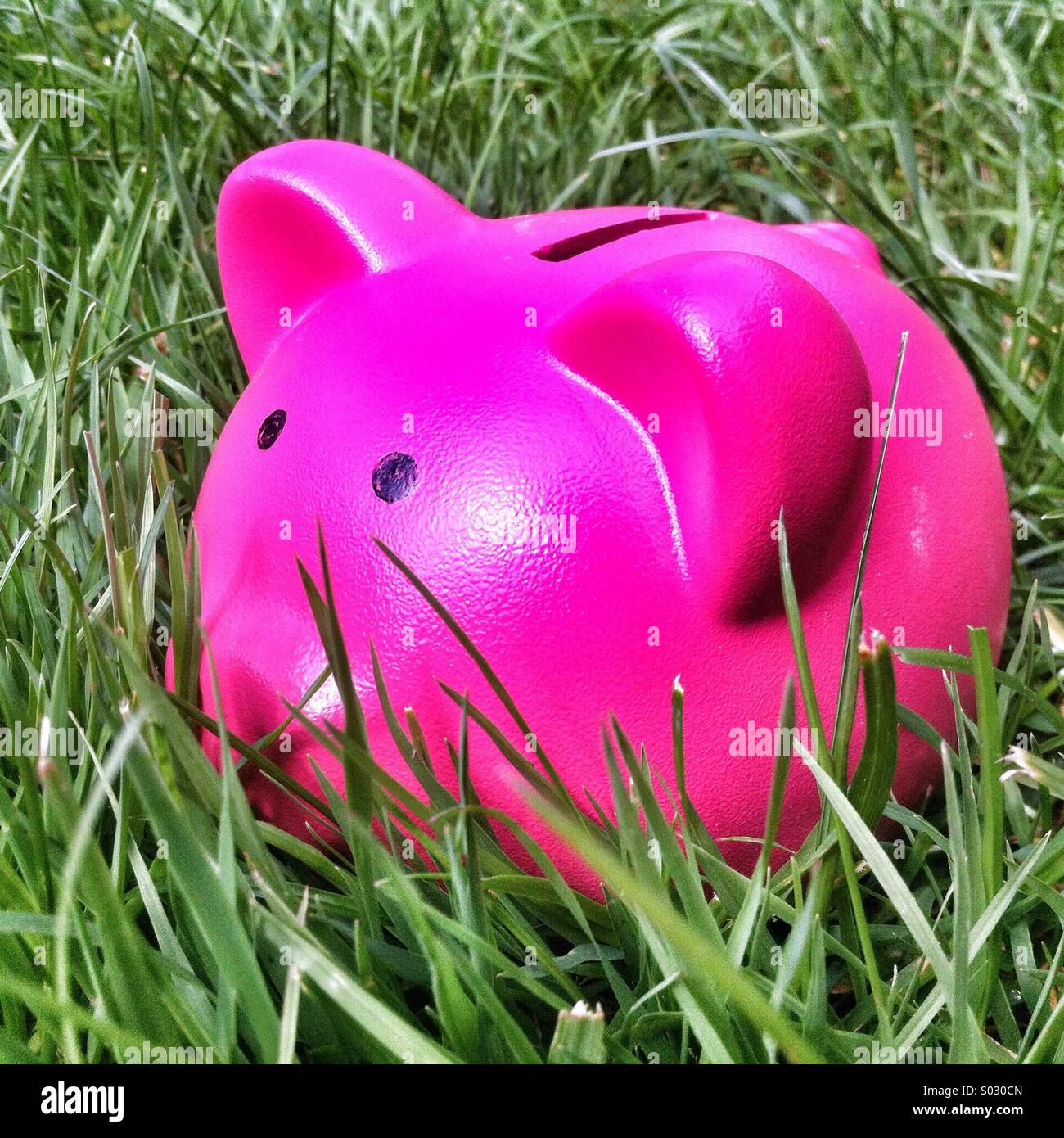 Rosa Sparschwein Stil Spardose lange Gras - Smartphone-aufgenommenes Stockfoto