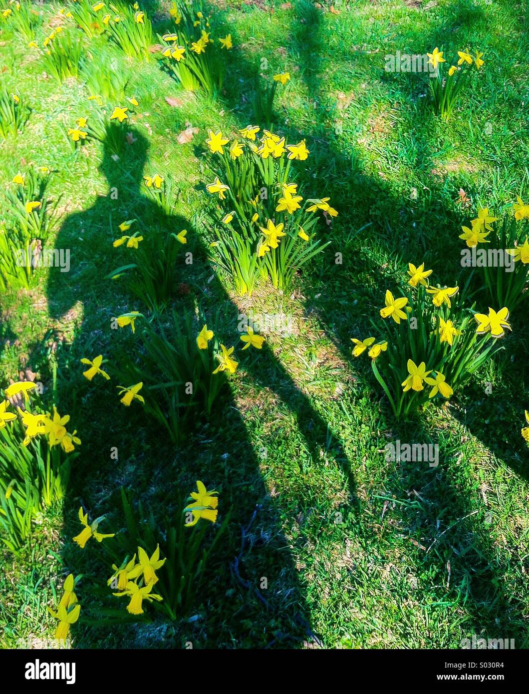 Des Mädchens Schatten in Blumen im Frühjahr. Stockfoto