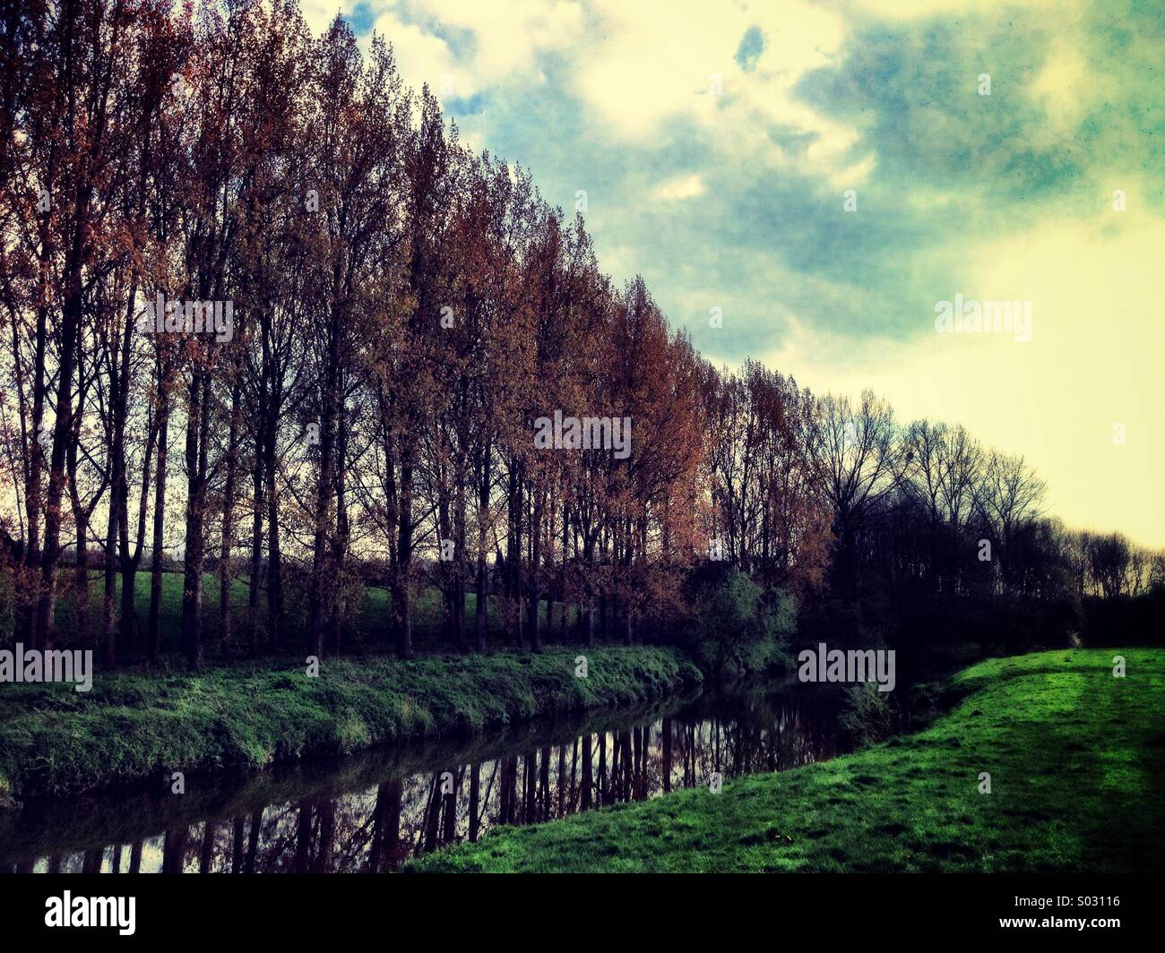 Eine Reihe von Schwarz-Pappelbäume kommen in Blatt in der Kentish Landschaft Stockfoto