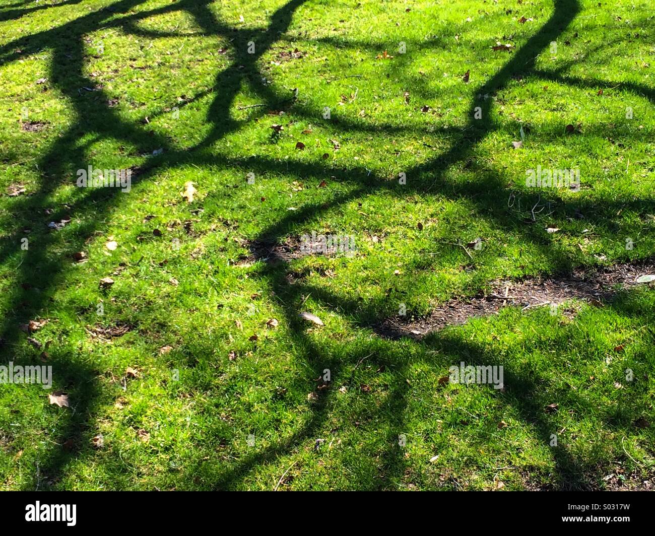 Baum Schatten auf dem Rasen - Smartphone-aufgenommenes Stockfoto