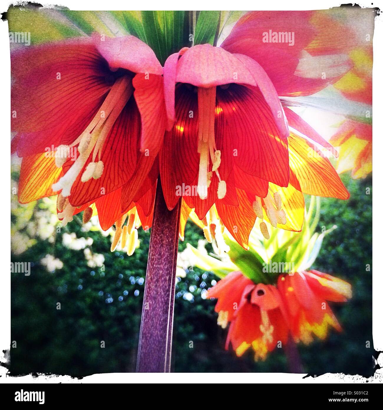 Orange Lilie Blumen Stockfoto