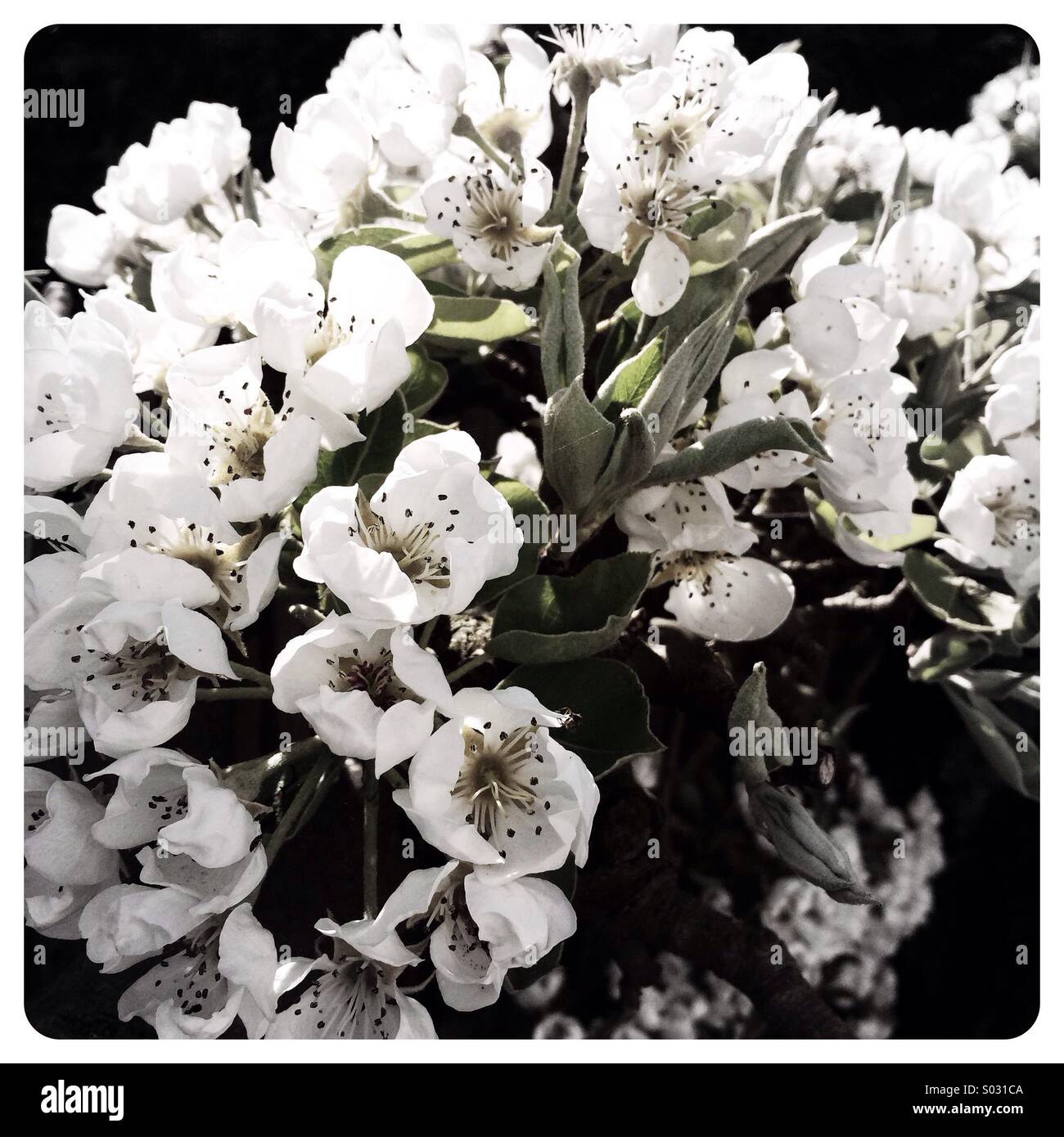 Birne Blüte Blumen, UK Stockfoto