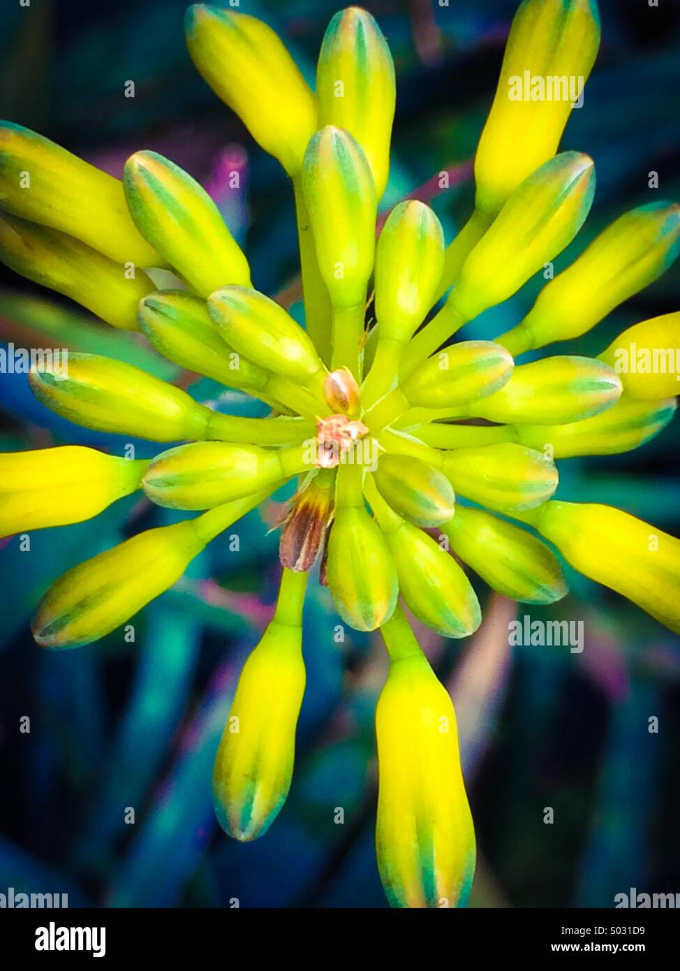 Gelbe Blume Nahaufnahme - Smartphone-aufgenommenes Stockfoto