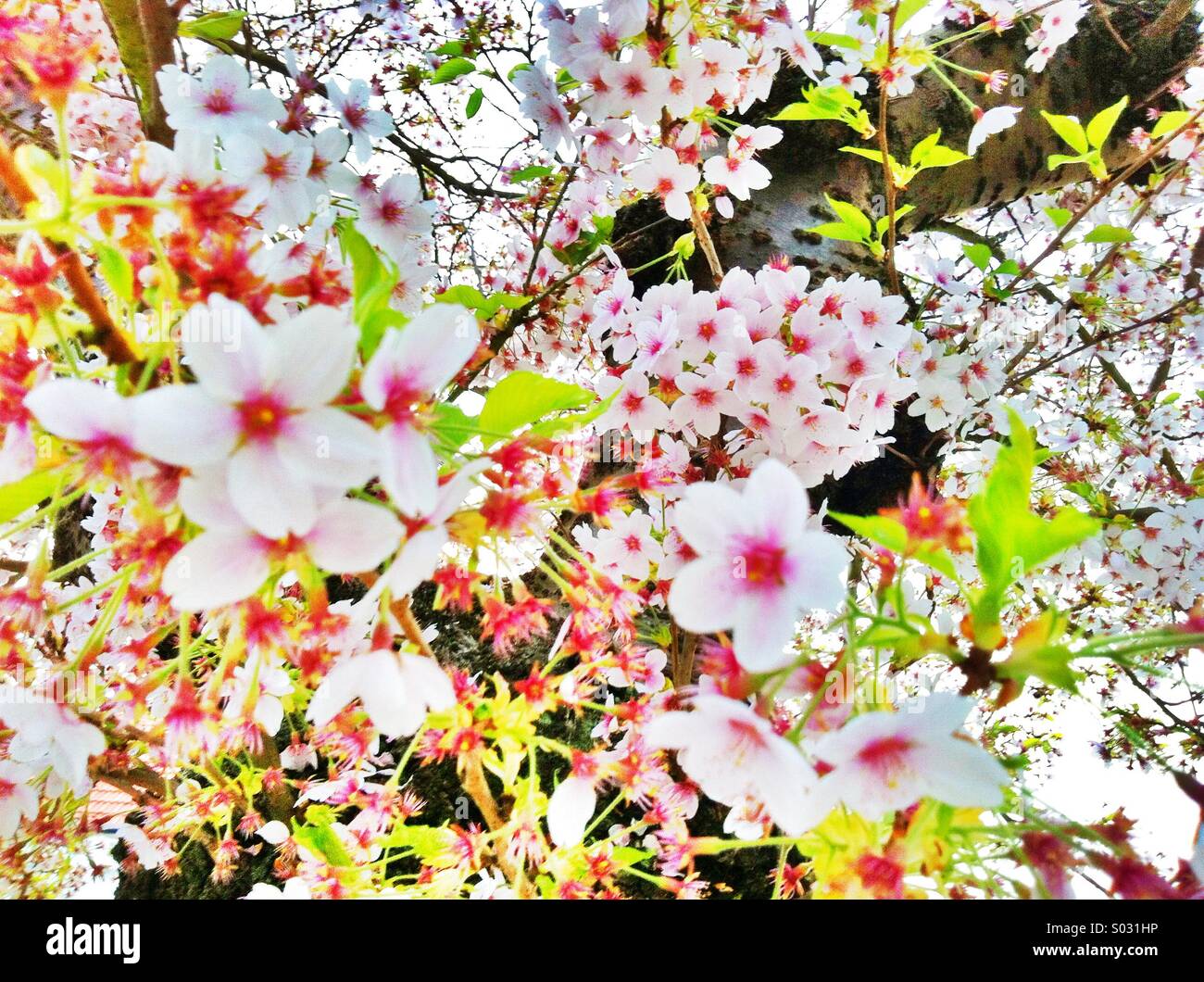 Kirschblüte-Blumen Stockfoto