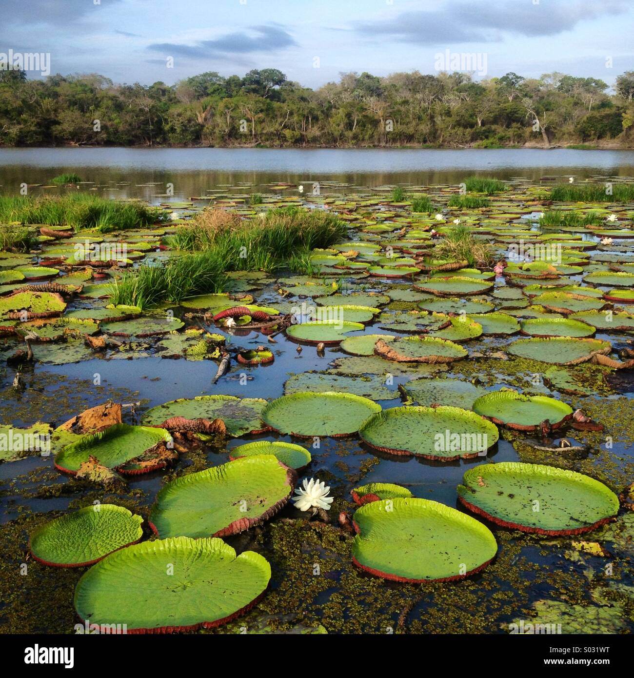 Amazon Seerosen, Oxbow See Fisch River, Guyana, Südamerika, - Smartphone-aufgenommenes Stockfoto