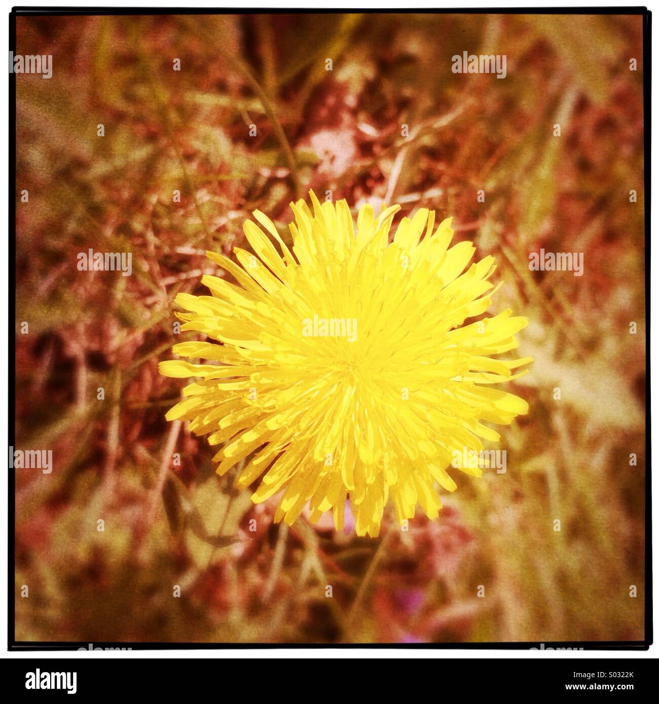 Löwenzahn Blume Stockfoto