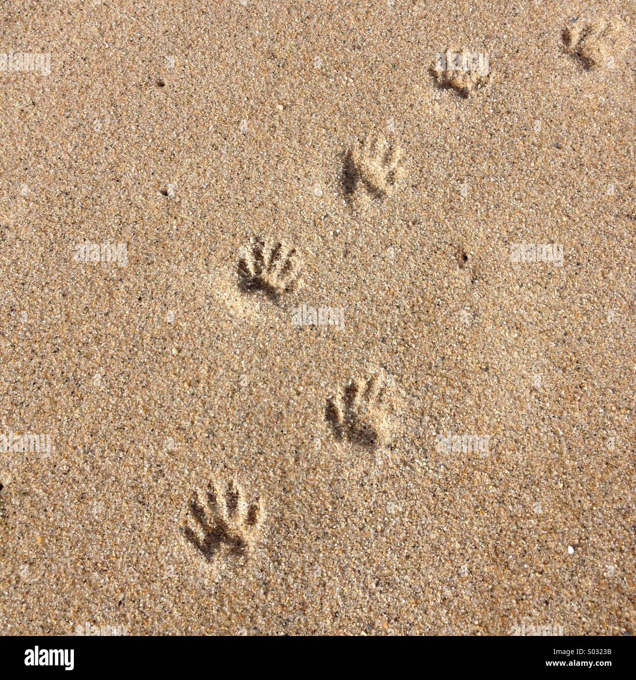Waschbar Spuren Stockfoto Bild 309854143 Alamy