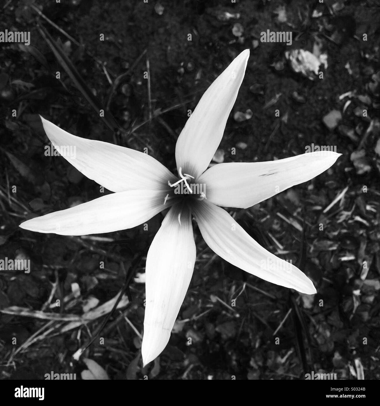 Wilde Florida Atamasco Lilie - Smartphone-aufgenommenes Stockfoto