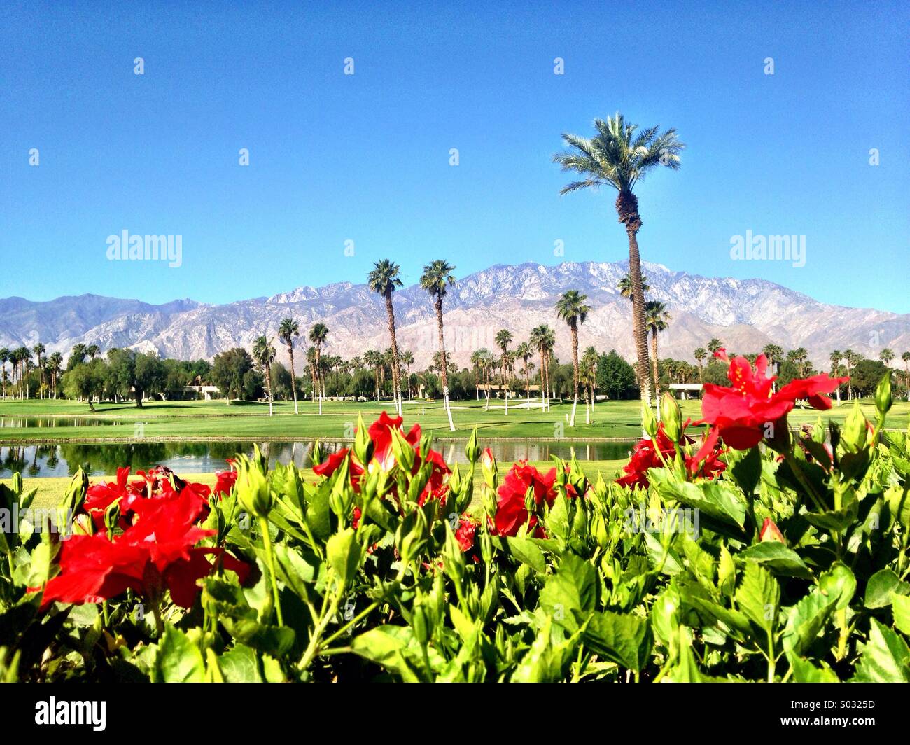 Hibiskusblüten in Palm Springs, Kalifornien Stockfoto