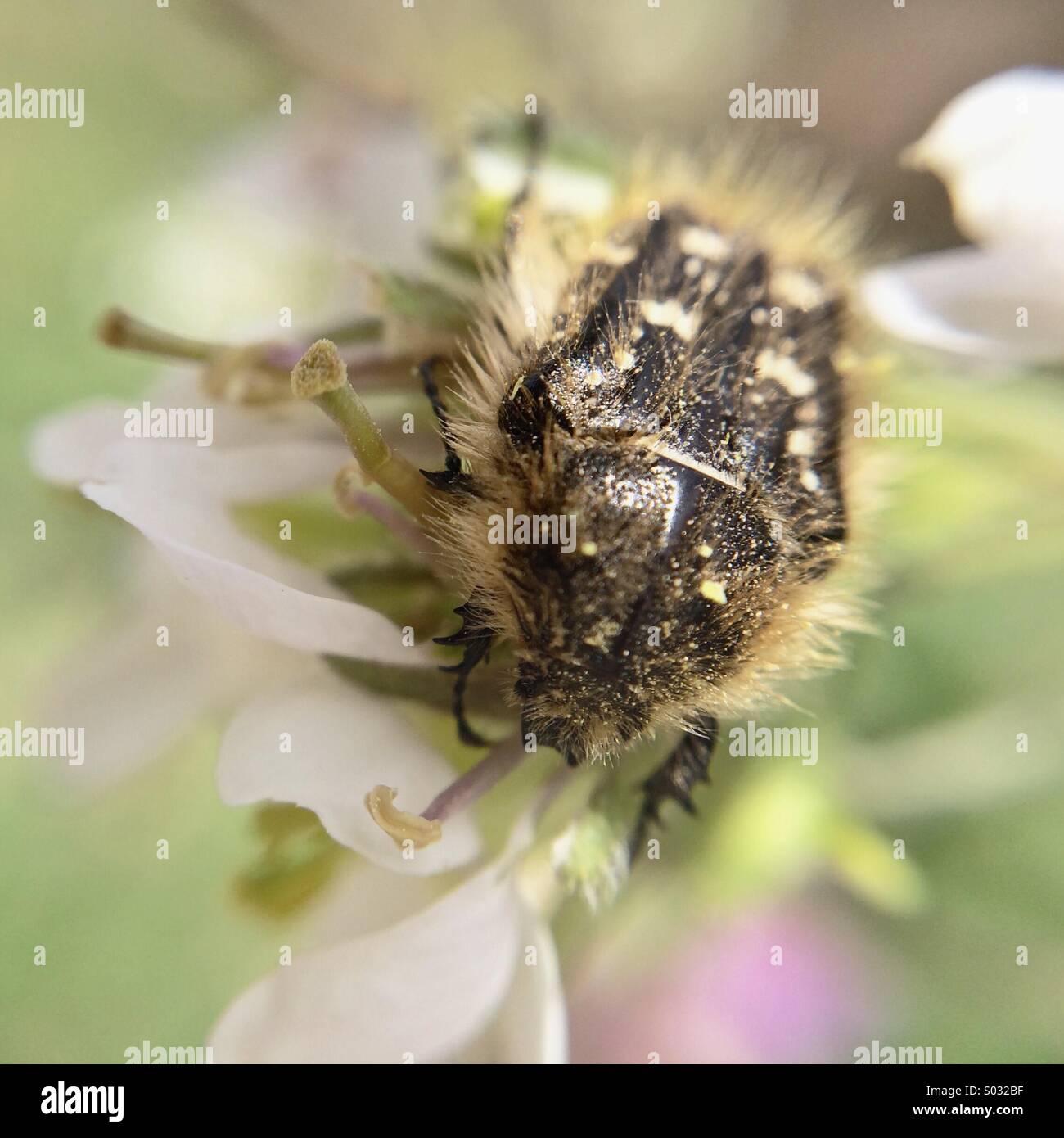 Makro eines Insekts auf einer Blume Stockfoto