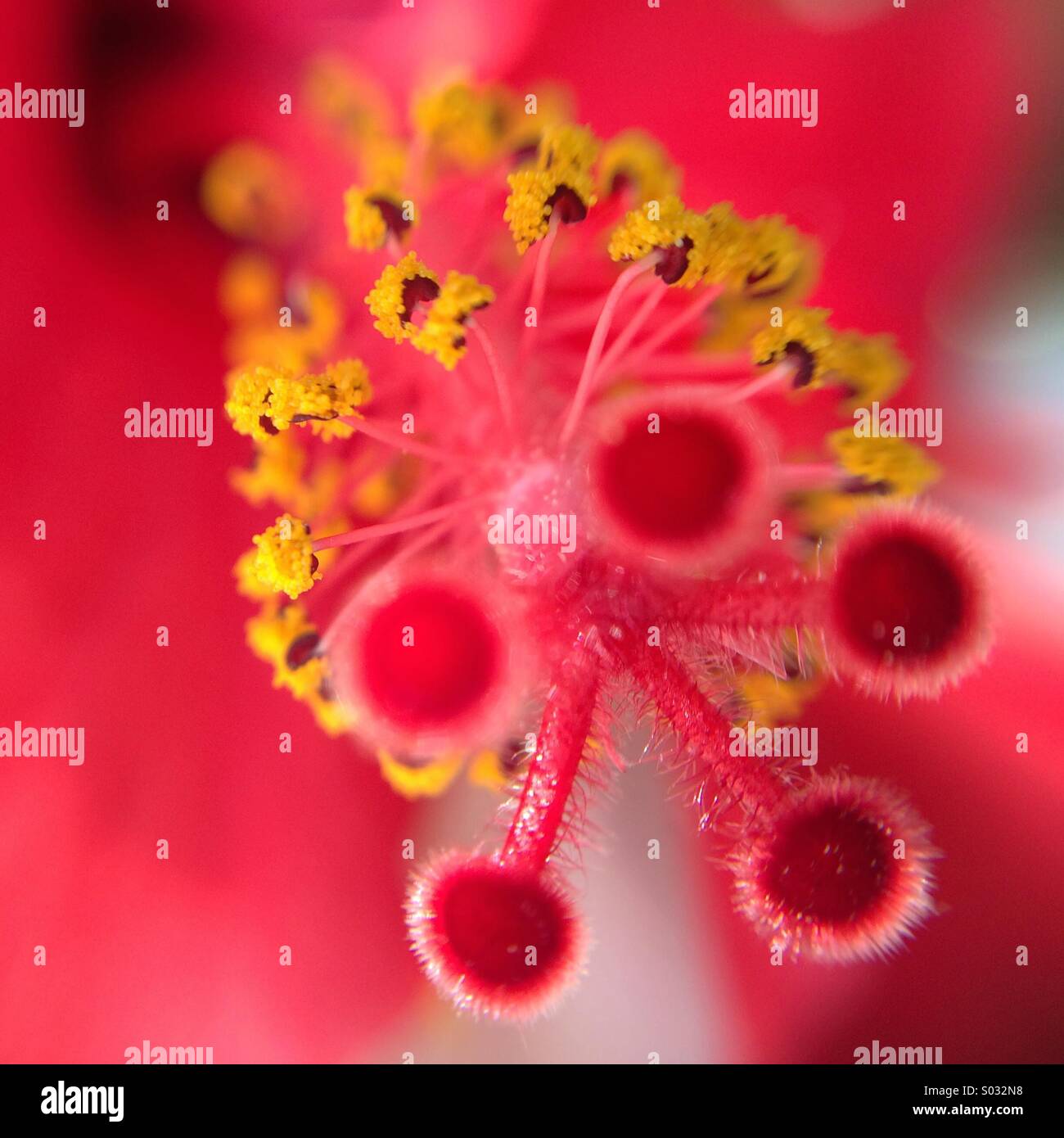Makro von einem roten Hibiskusblüte - Smartphone-aufgenommenes Stockfoto