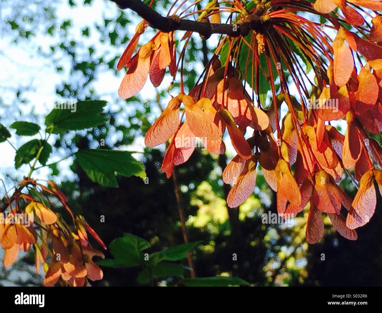 Sonnendurchflutete Ahorn Blüten zeigen die schönen Farben des Frühlings in Atlanta, Georgia, USA. Stockfoto