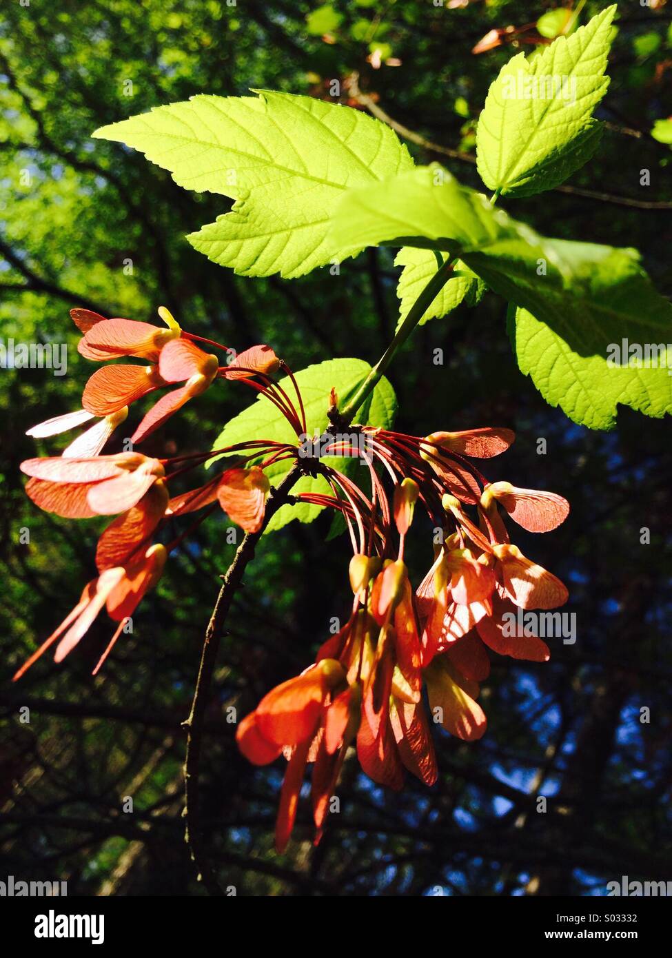 Ahorn Blüten Leuchten mit Farbe an einem frühen Frühlingsmorgen in Atlanta, Georgia, USA. Stockfoto