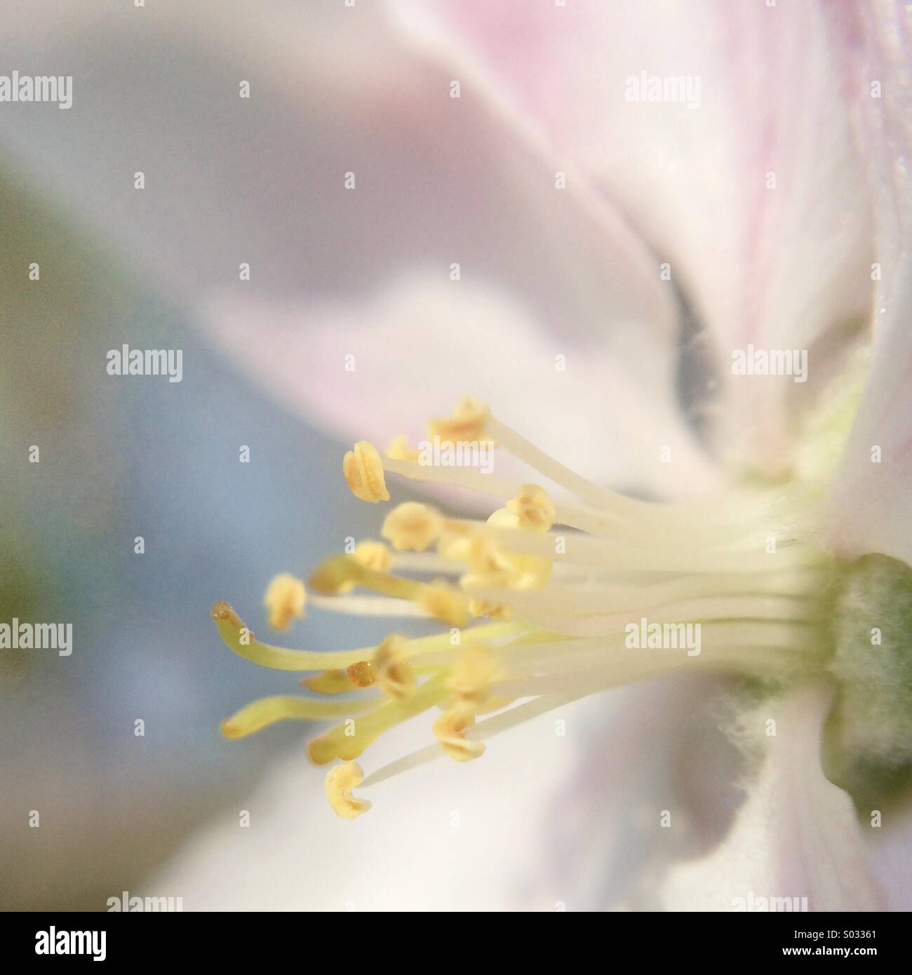 Makroaufnahme einer Blume - Smartphone-aufgenommenes Stockfoto