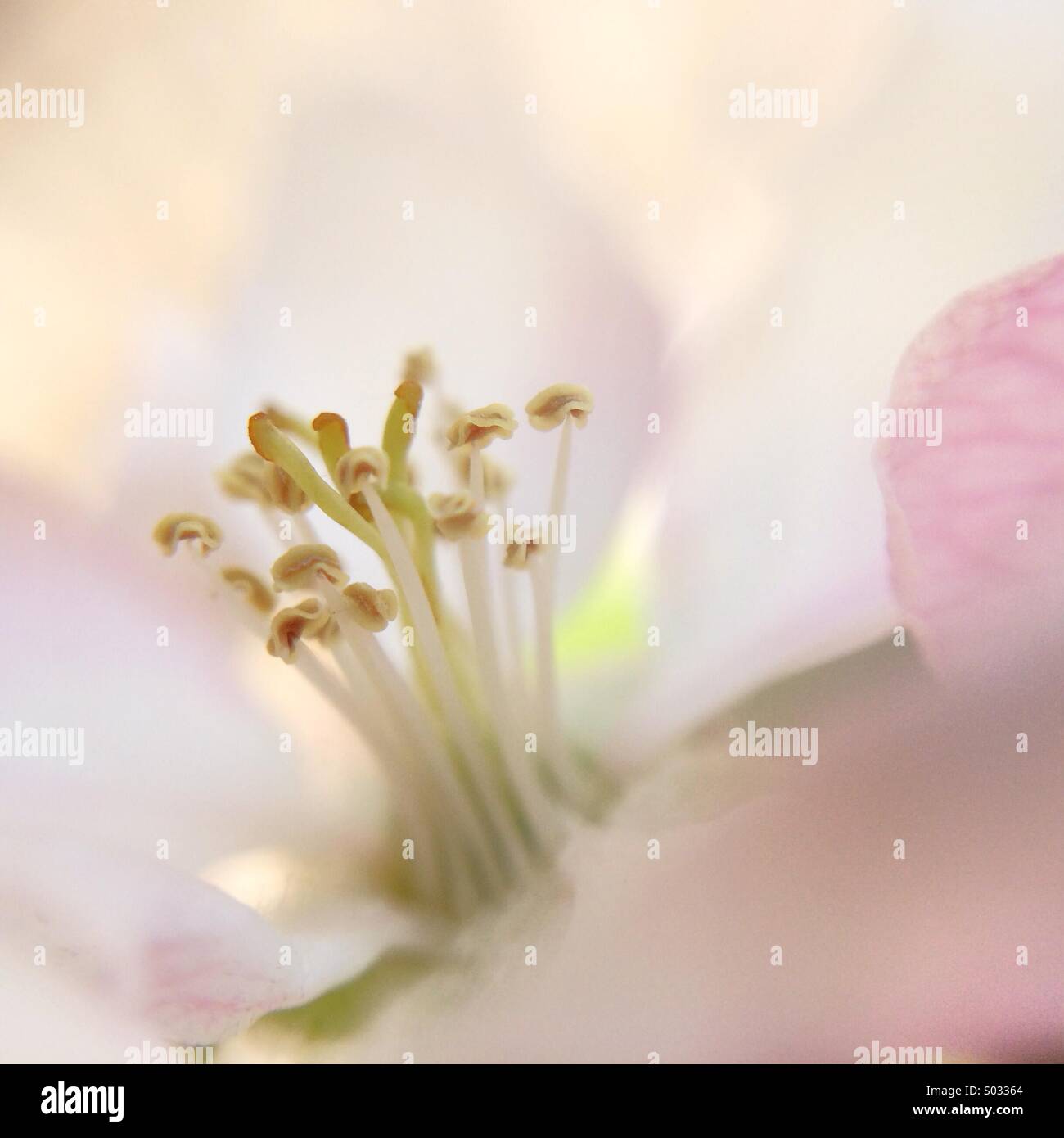 Makro einer blass rosa Blume - Smartphone-aufgenommenes Stockfoto