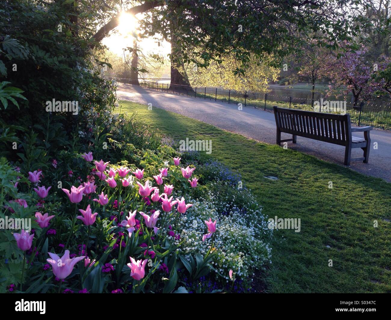 Am frühen Morgen im Green Park, London. Stockfoto