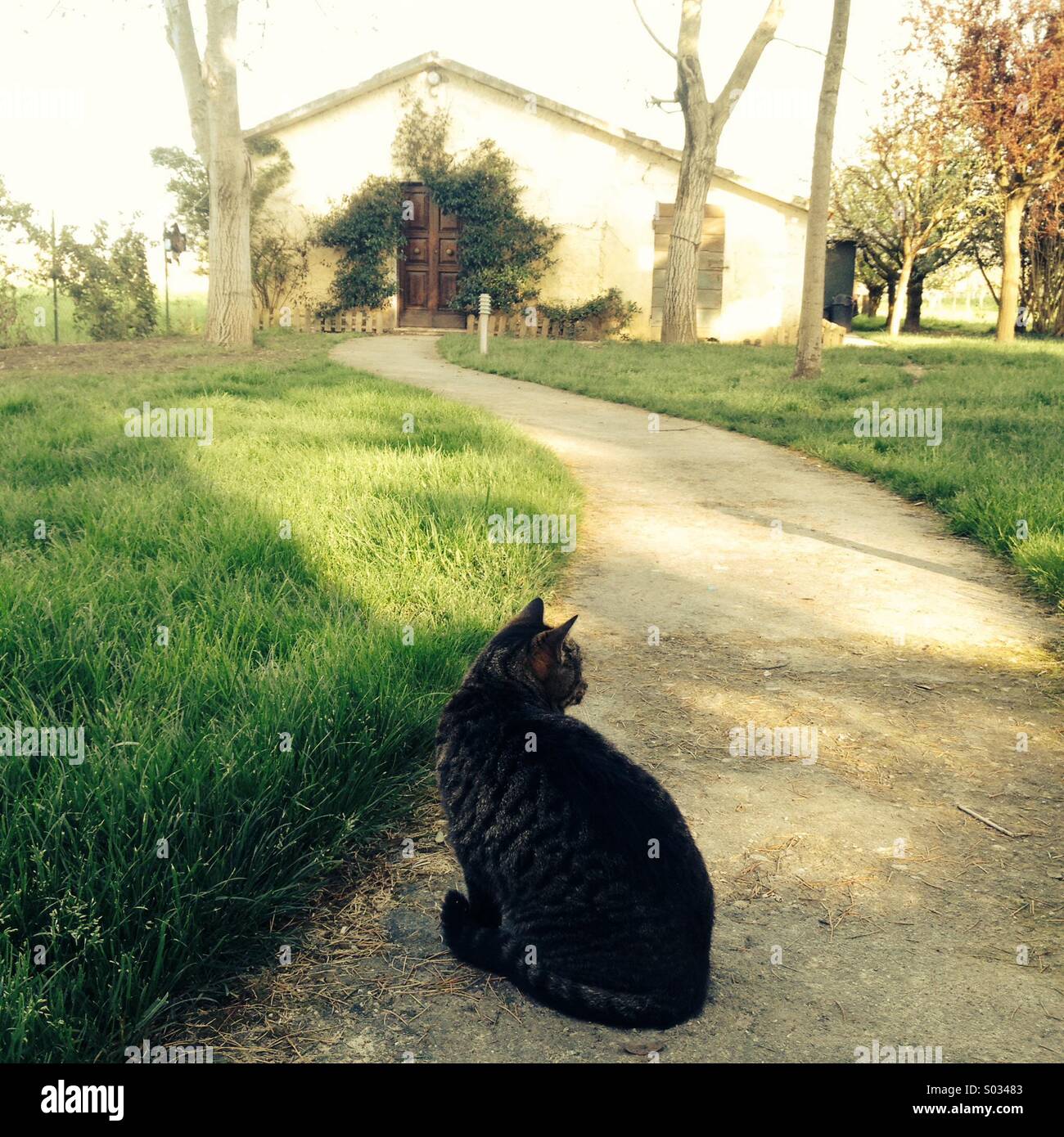 Eine Katze in einem Garten - Smartphone-aufgenommenes Stockfoto