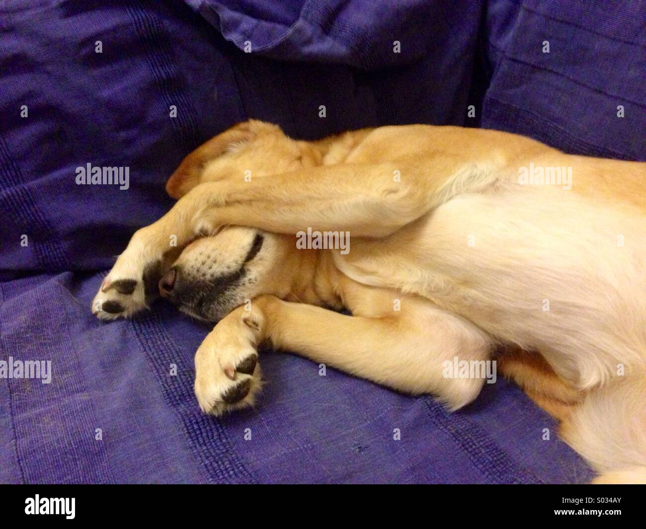 Verspielter Golden Labrador Retriever Hund verstecken ihre Augen auf der Couch Stockfoto
