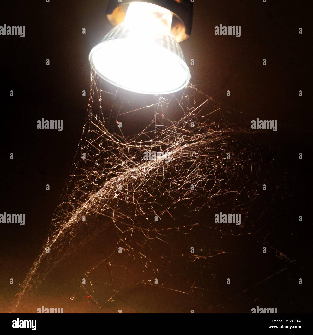 Spinnen-Web als natürliches Insektizid glänzt, beleuchtet von einer Glühbirne in Villamartin, Provinz Cadiz, Andalusien, Spanien Stockfoto