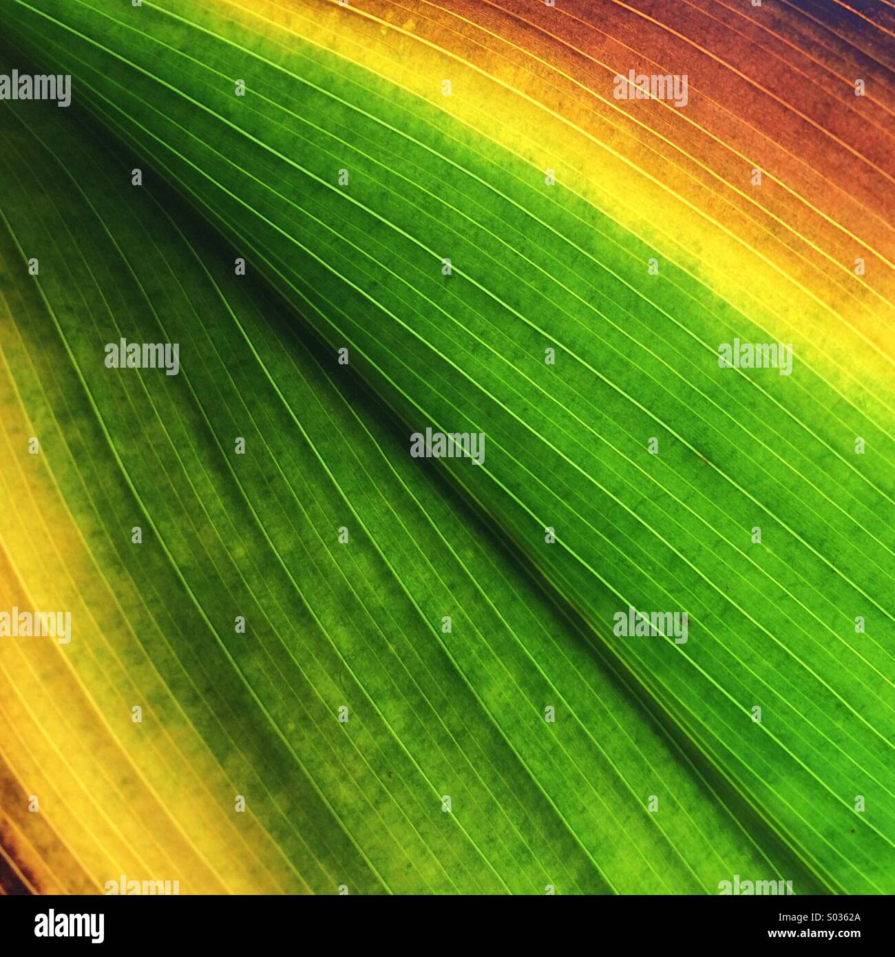 Grüne & orange Blatt Stockfoto