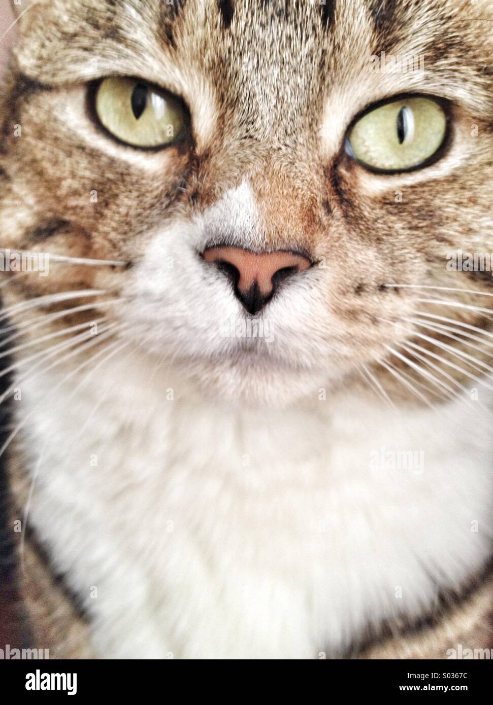 Katze - Smartphone-aufgenommenes Stockfoto