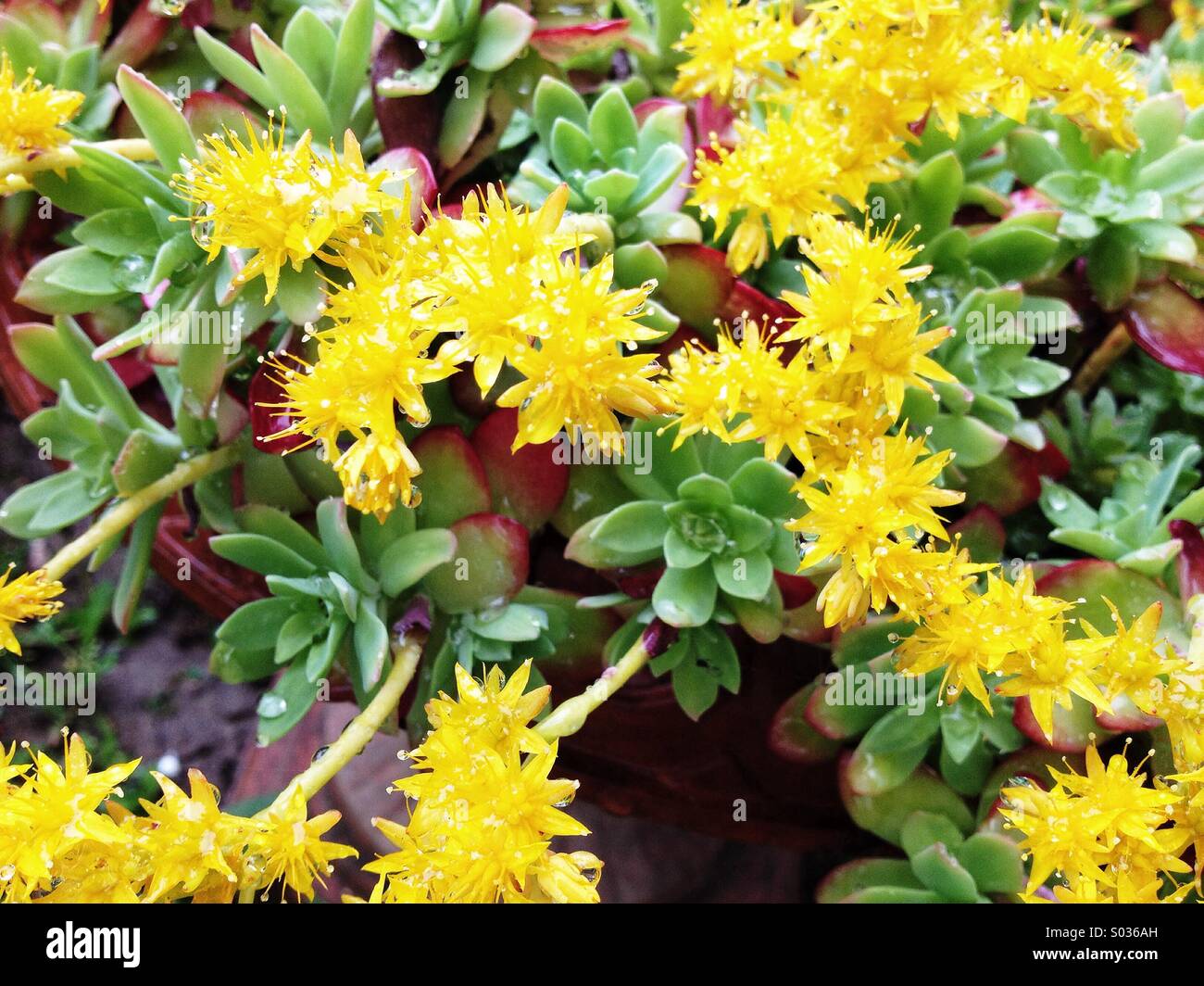 Gelbe Blumen Stockfoto