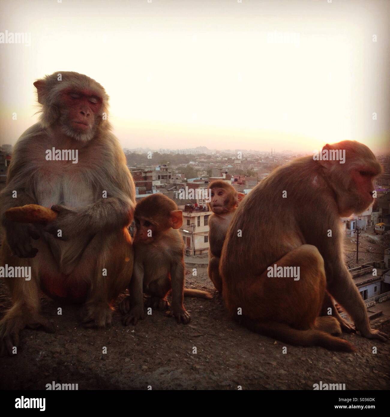 Affen-Familie Stockfoto