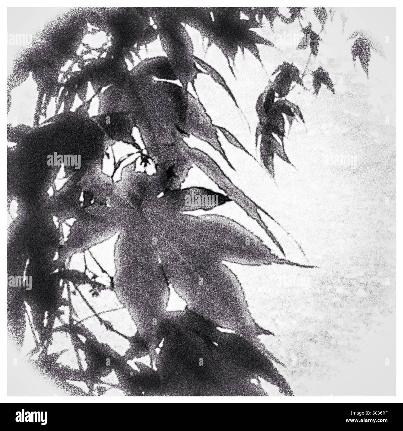 Acer Blätter schwarz / weiß Stockfoto