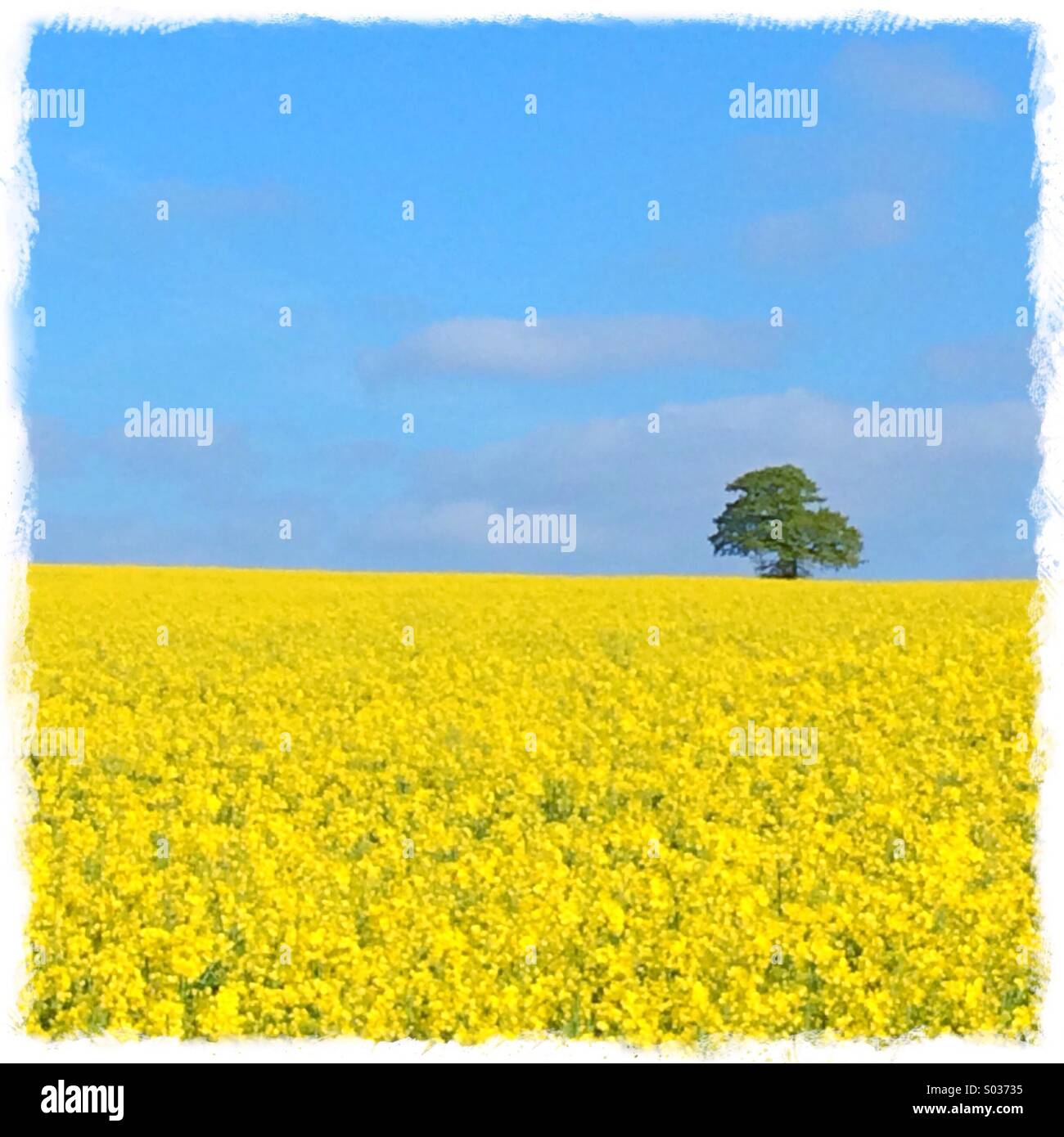 Vergewaltigung Feld blauen Himmel und einzigen Baum, Cambridgeshire UK Stockfoto