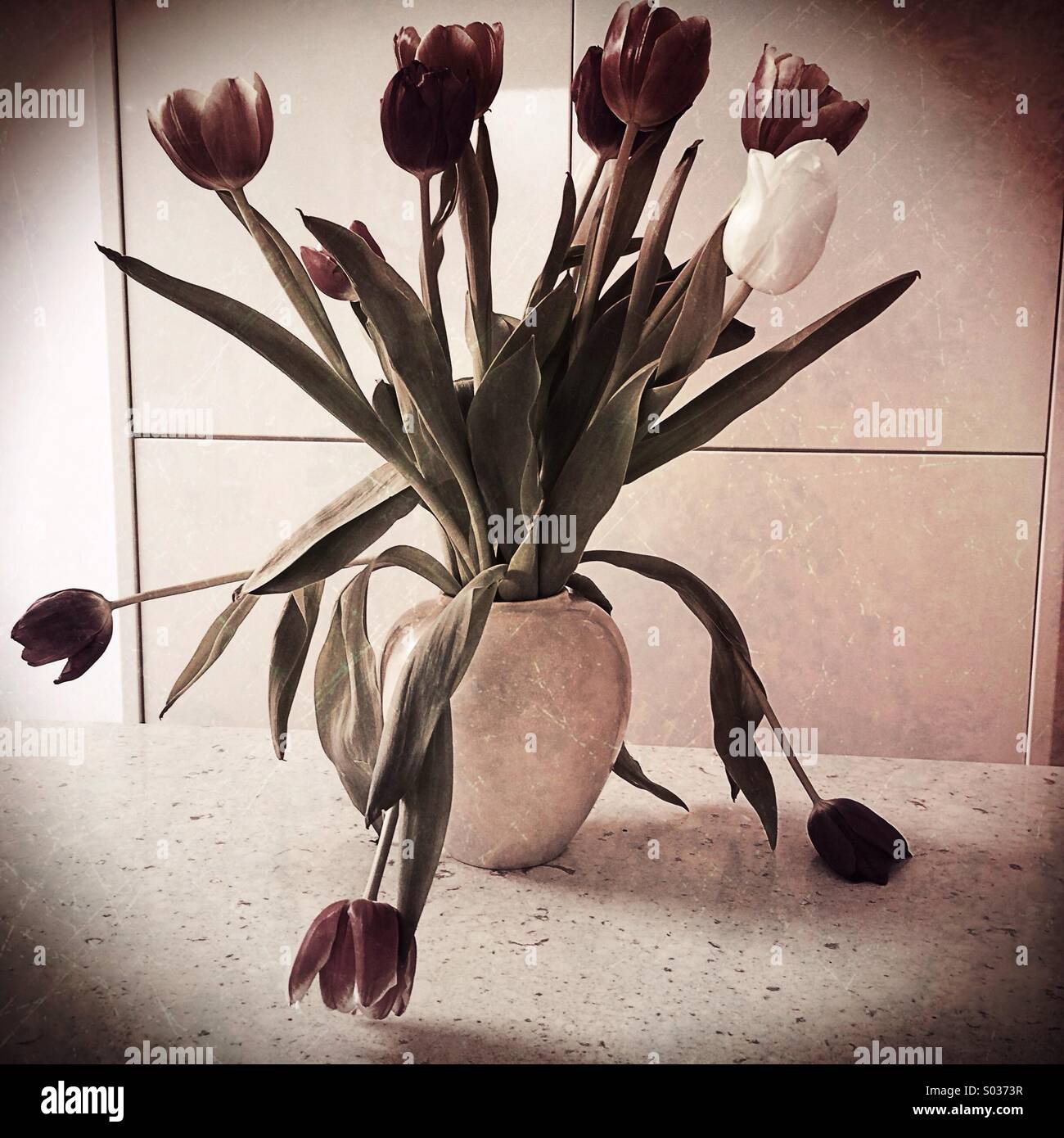 Vase mit Tulpen Stockfoto