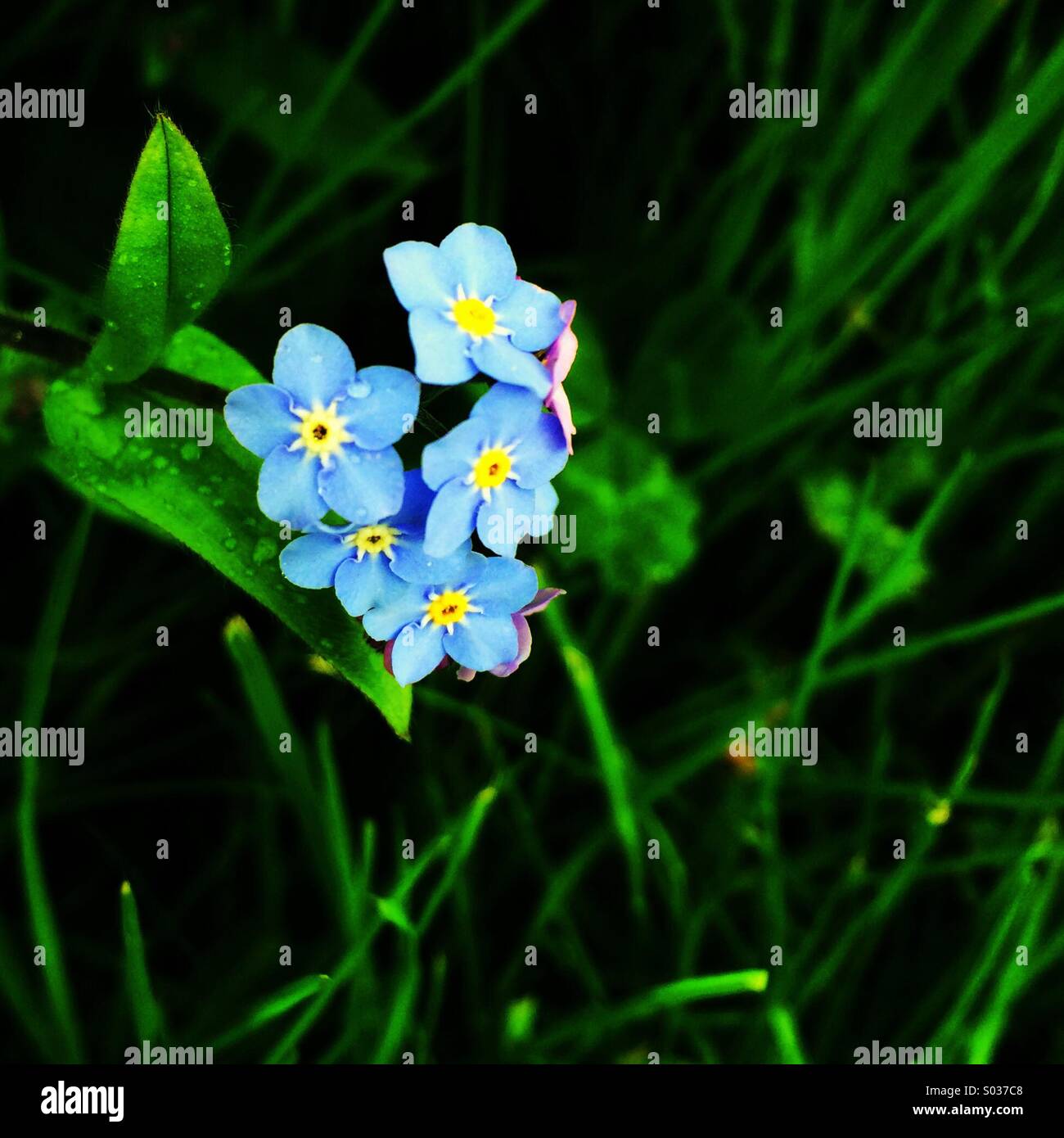 Blaue Vergissmeinnicht-Blumen Stockfoto