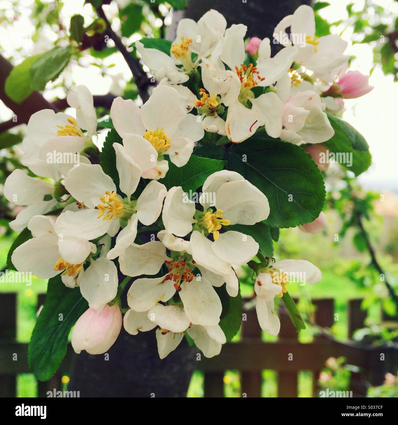Apfelblüte Stockfoto