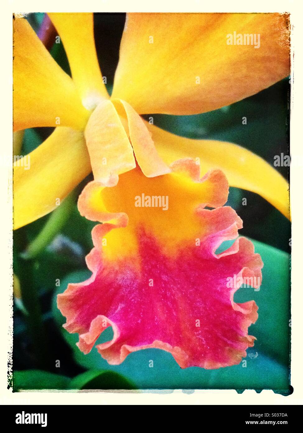 Nahaufnahme von "Corsage" orchid - Smartphone-aufgenommenes Stockfoto