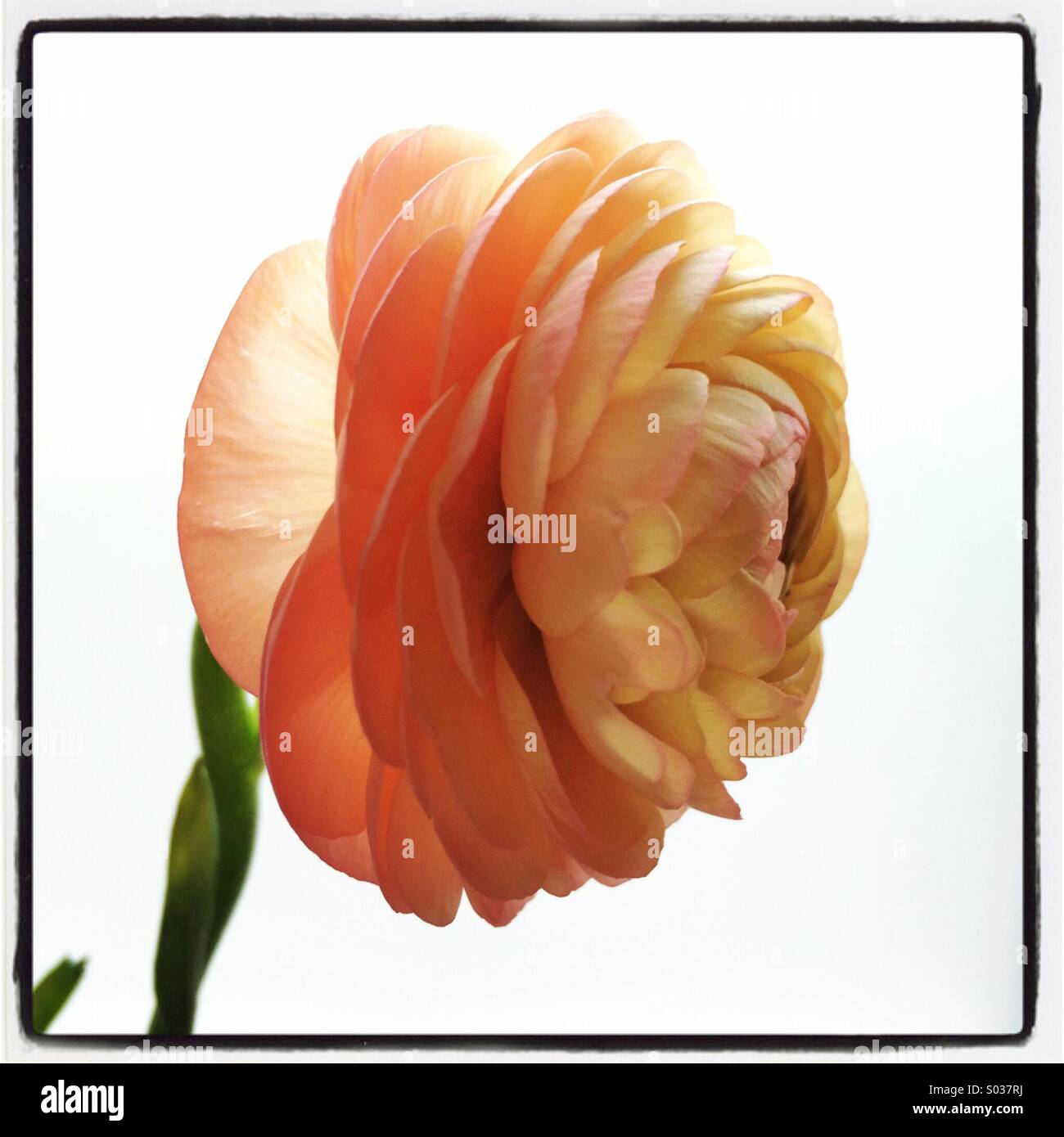 Einzelne Pfirsich Ranunkeln Blume Stockfoto