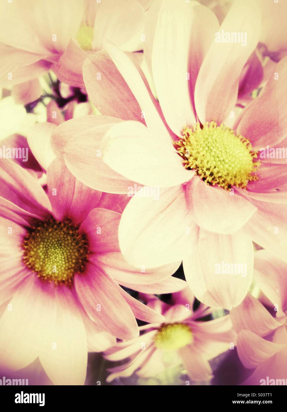 Rosa Chrysanthemen Stockfoto