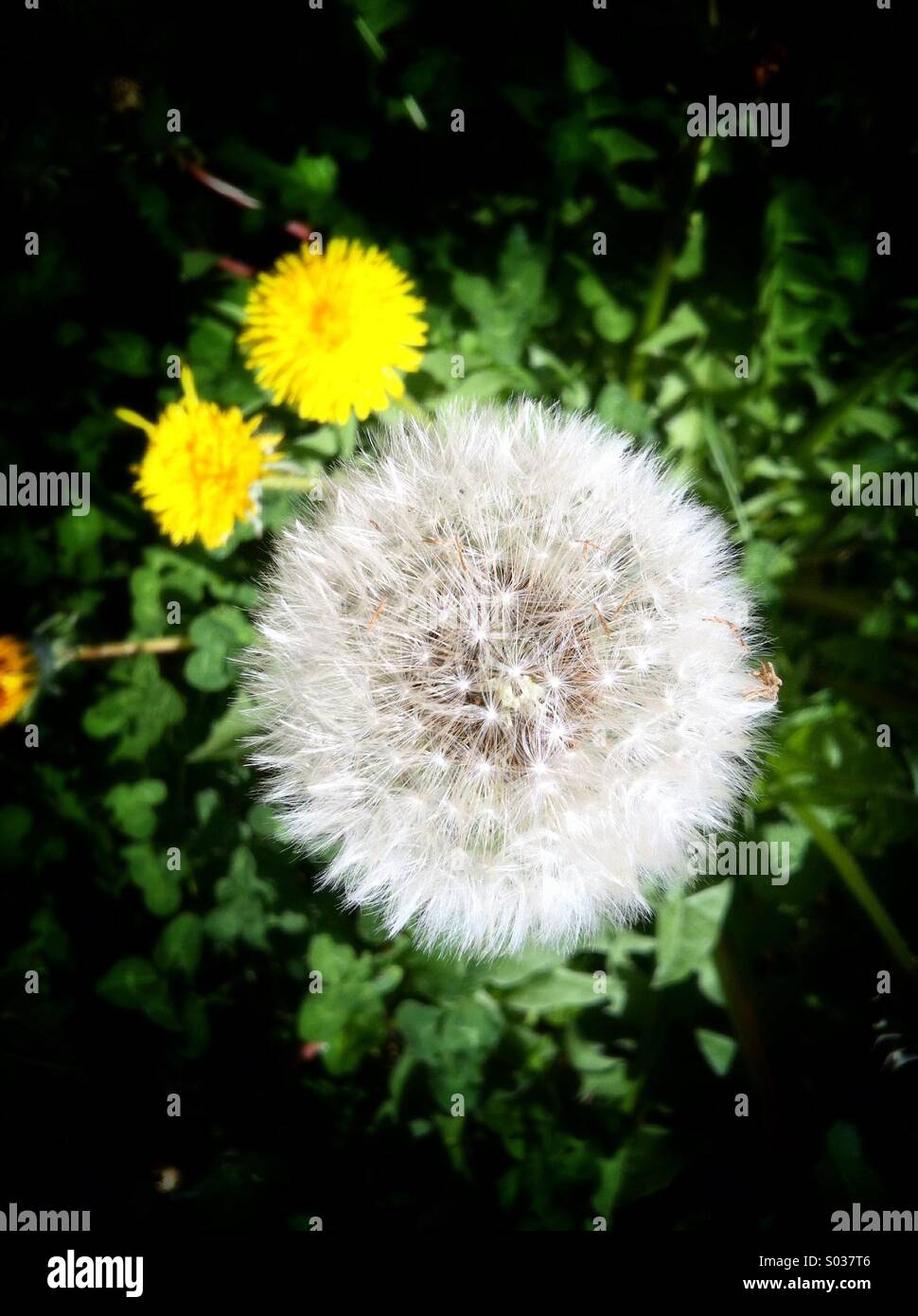 Löwenzahn-Blüten Stockfoto