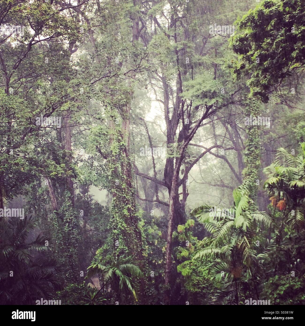 Tropischen Regenwald in einem Regensturm Stockfoto
