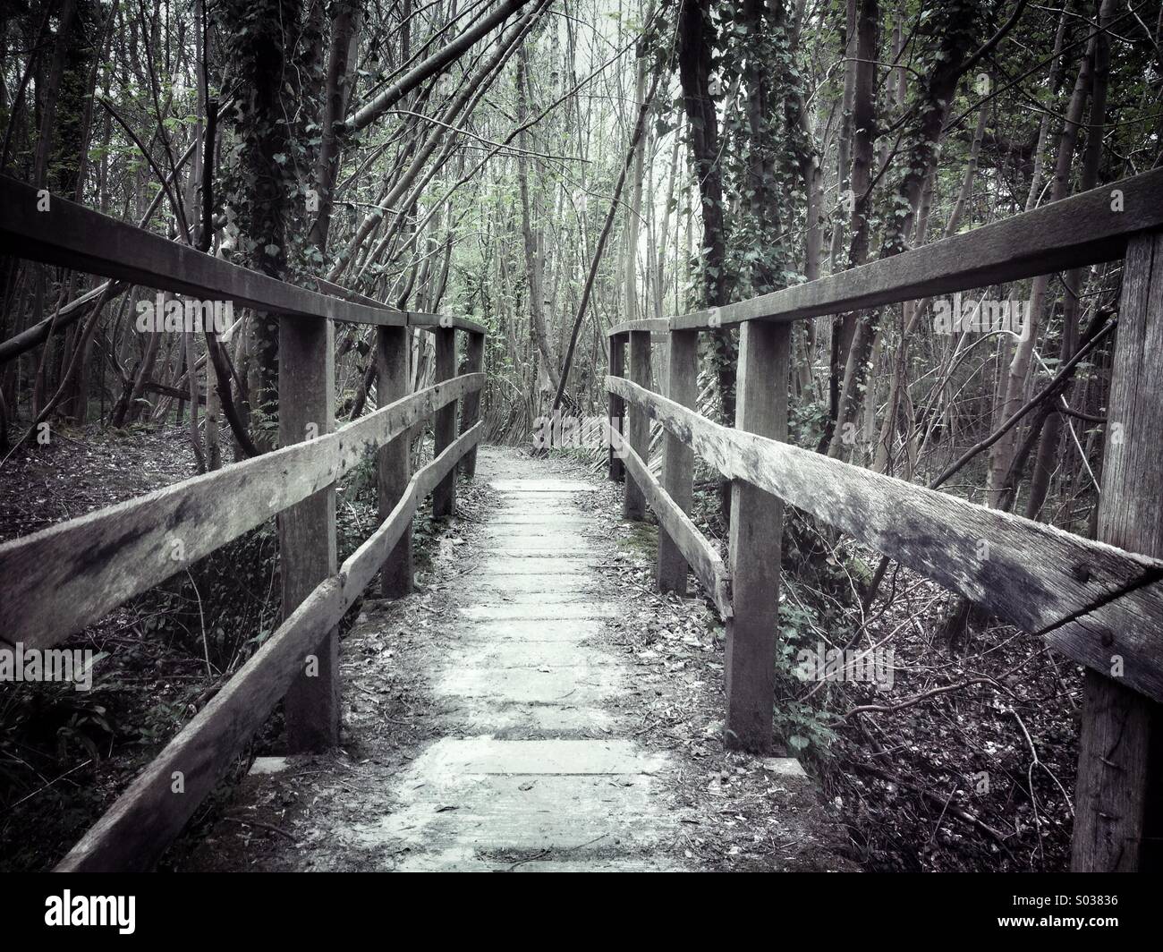 Brücke im Wald - Smartphone-aufgenommenes Stockfoto