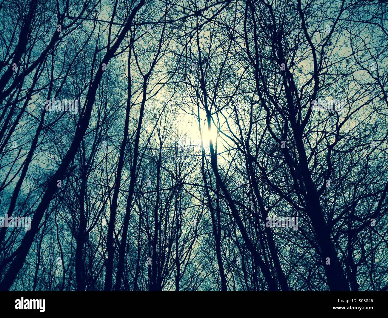 Schwache Sonne durch Bäume Stockfoto