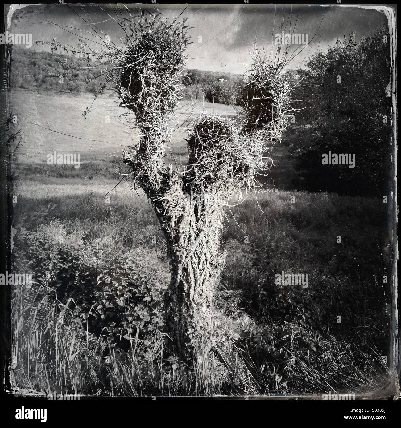 Anthropomorphe Baum in der Landschaft von Umbrien, Italien Stockfoto