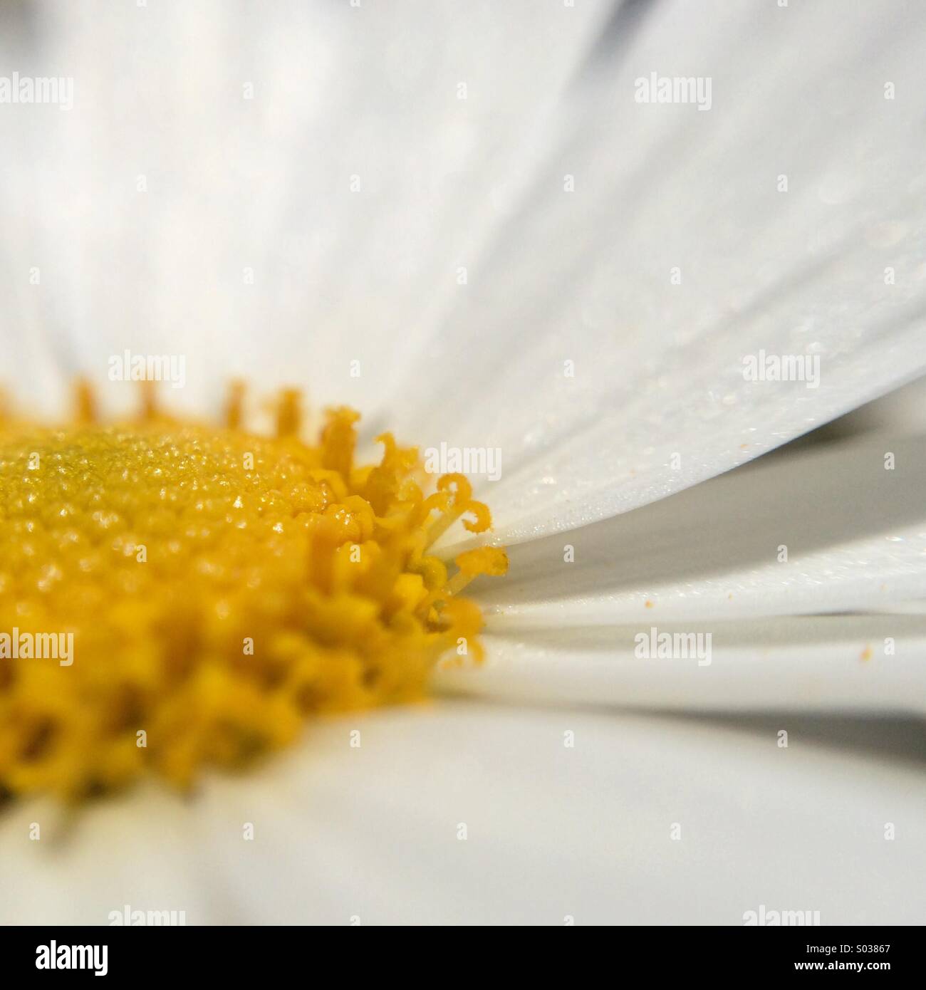Makro ein Gänseblümchen. - Smartphone-aufgenommenes Stockfoto