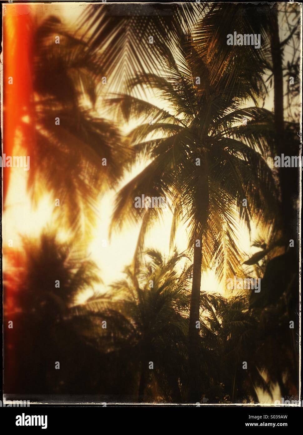Palmen und Sonnenuntergang Stockfoto