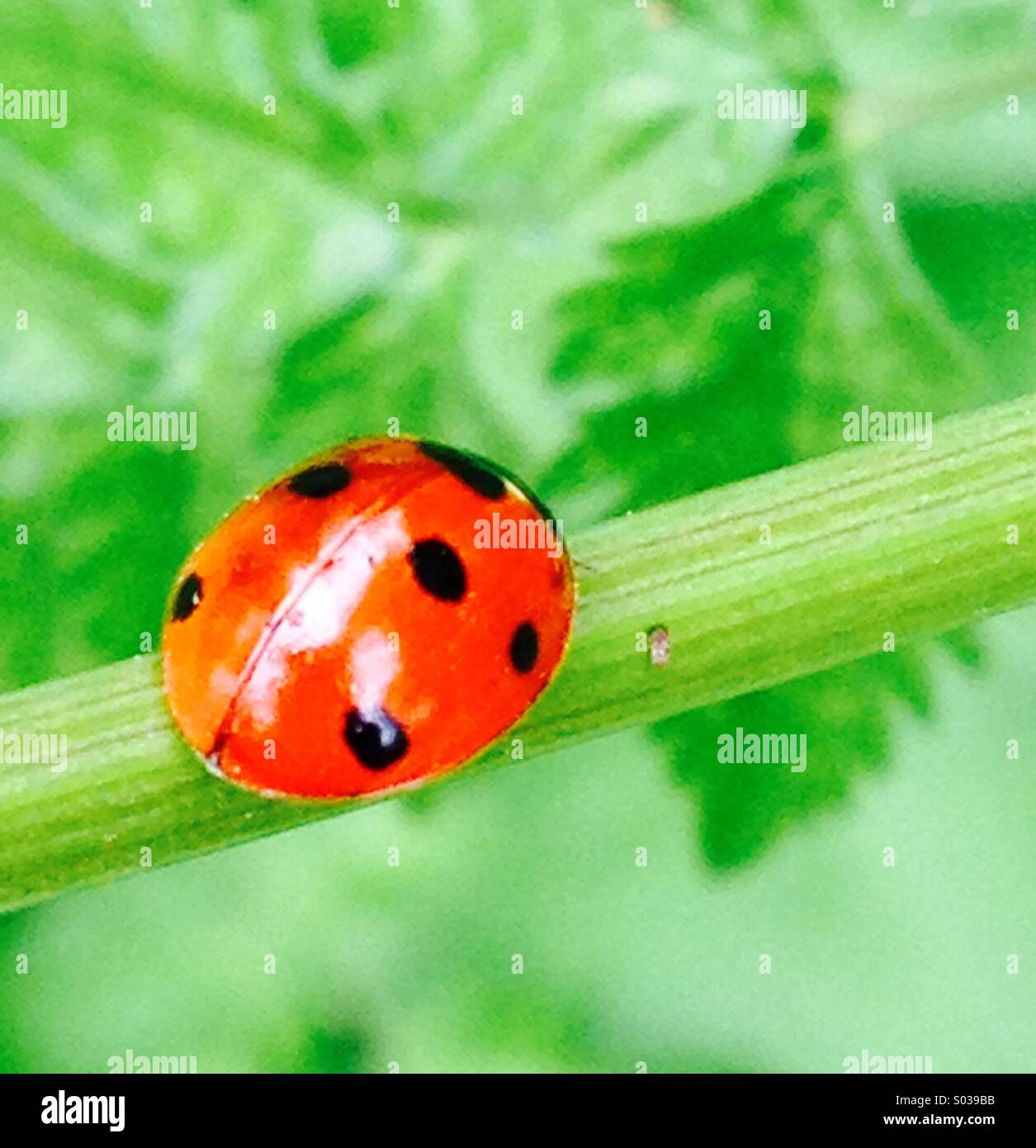 Marienkäfer mit sieben schwarzen Flecken auf einem Blütenstiel Stockfoto