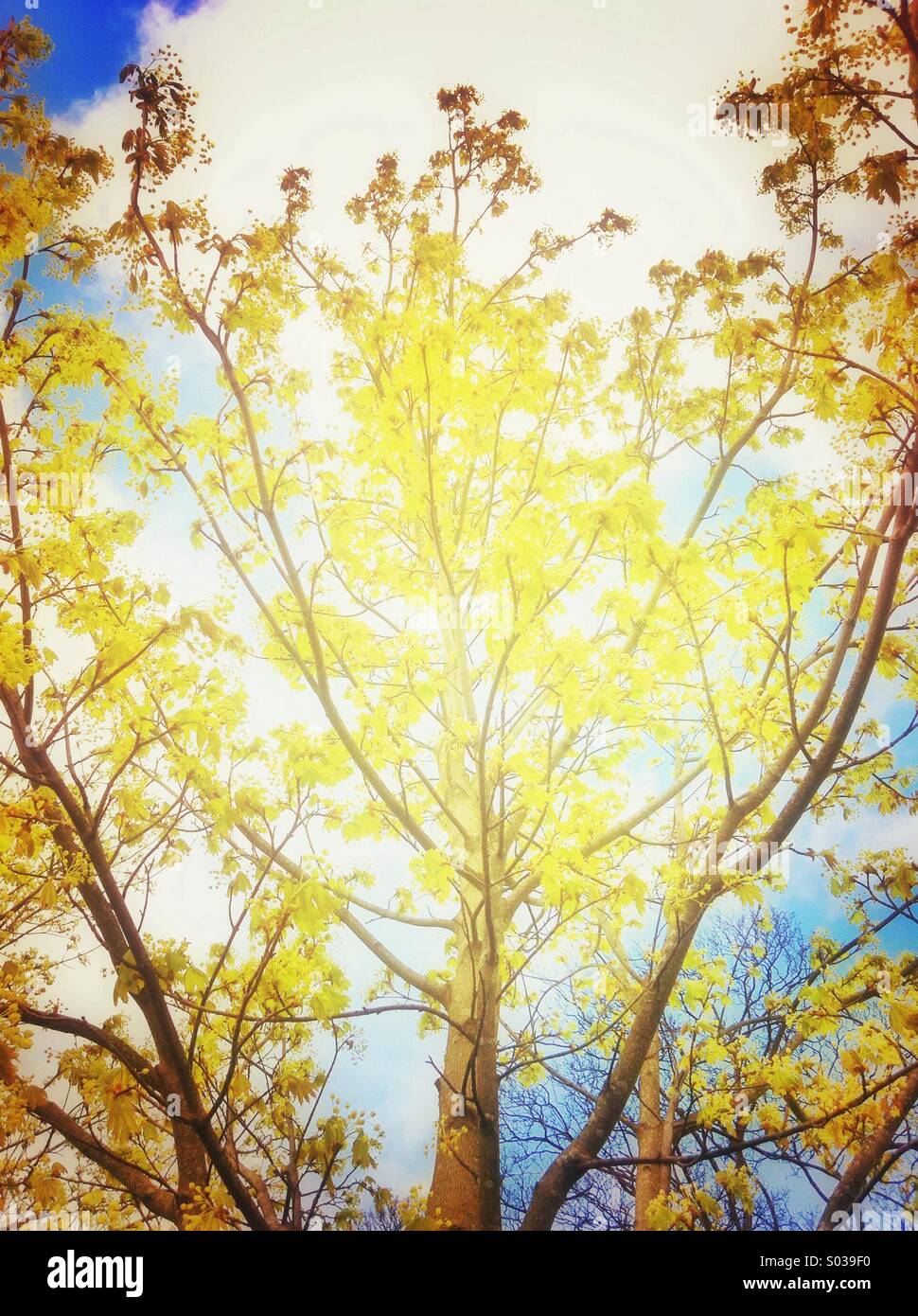 Gelbe Blätter Baum Stockfoto