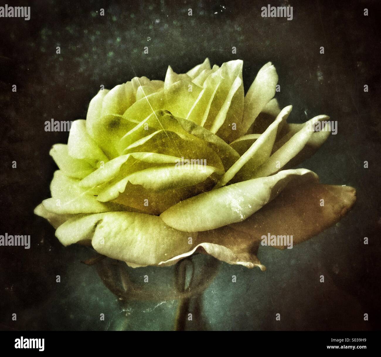 Grunge gelbe rose - Smartphone-aufgenommenes Stockfoto