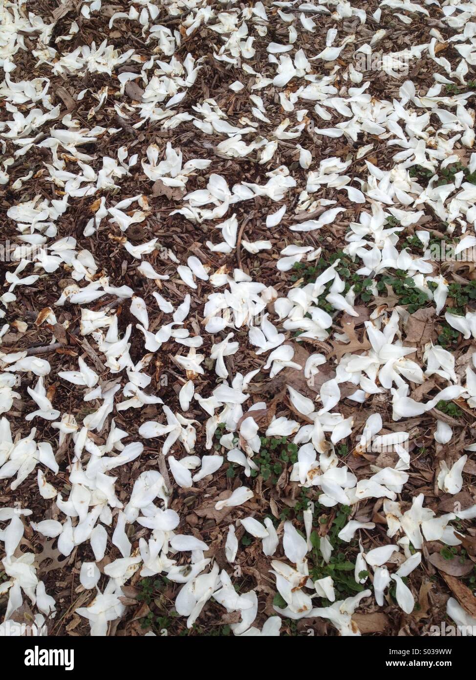Frühling auf einen Blick: Magnolie Blüten überall auf dem Boden Stockfoto