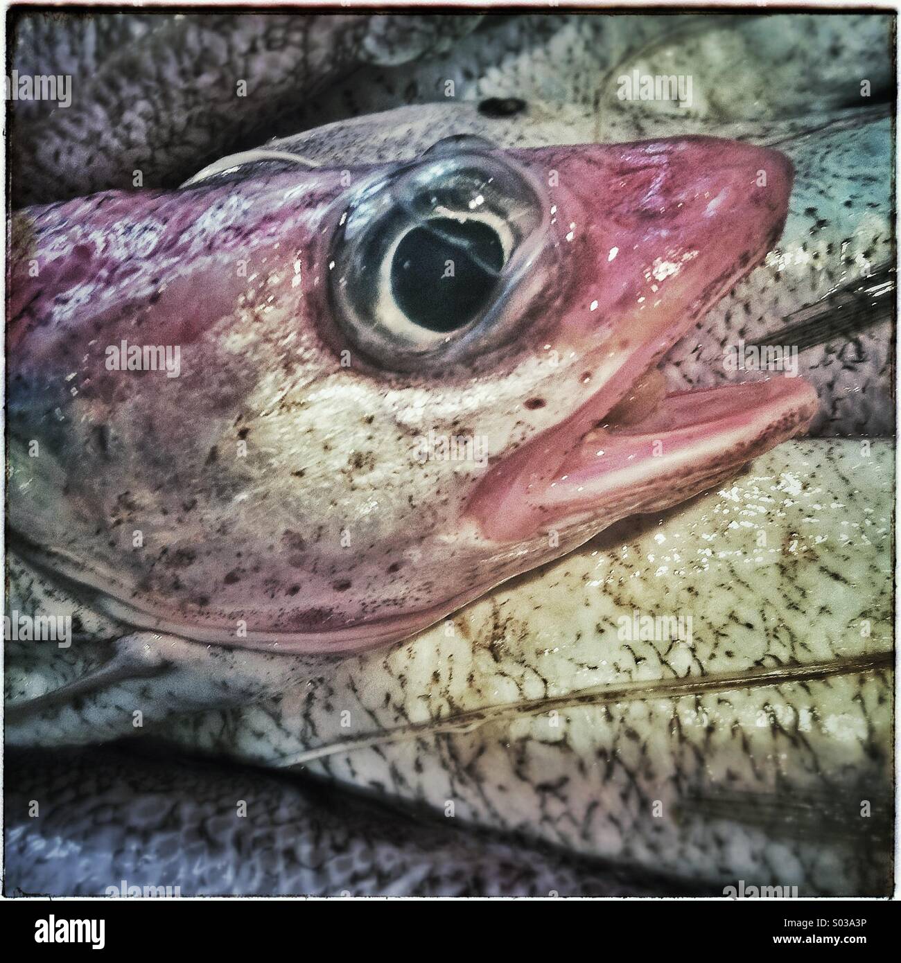 Nahaufnahme der Fische in ein Fischgeschäft in Barcelona Stockfoto