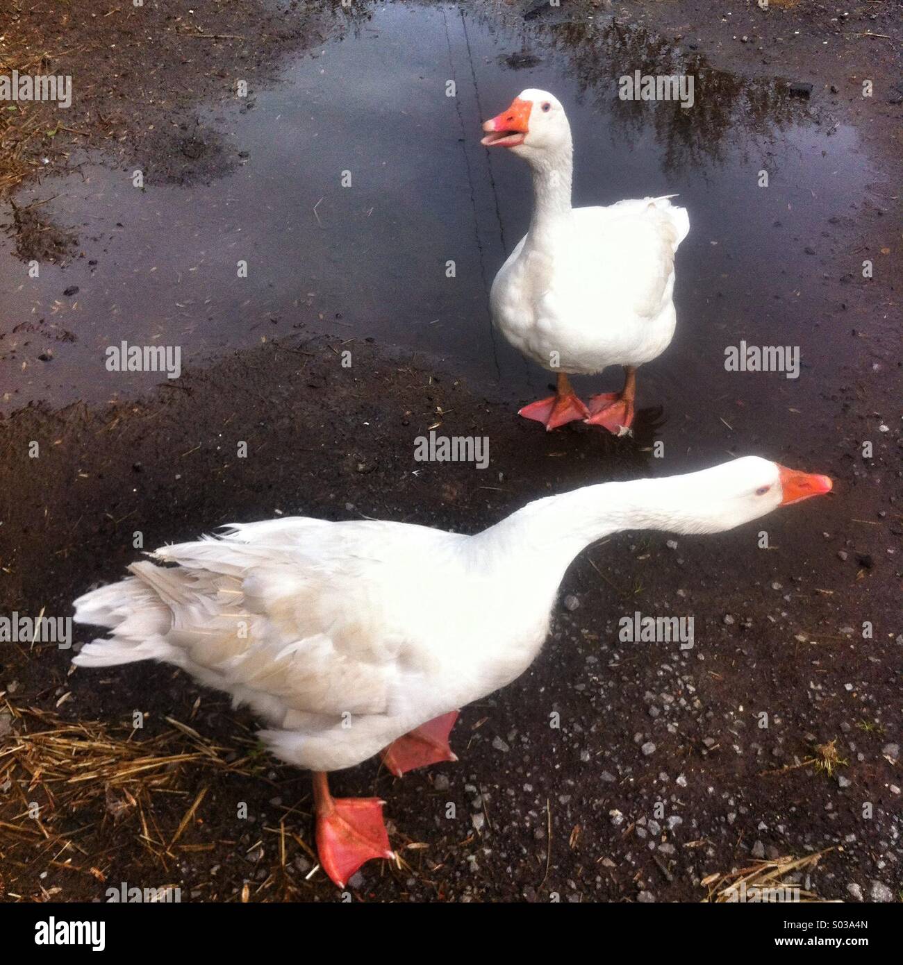 Hof-Gänse - Smartphone-aufgenommenes Stockfoto