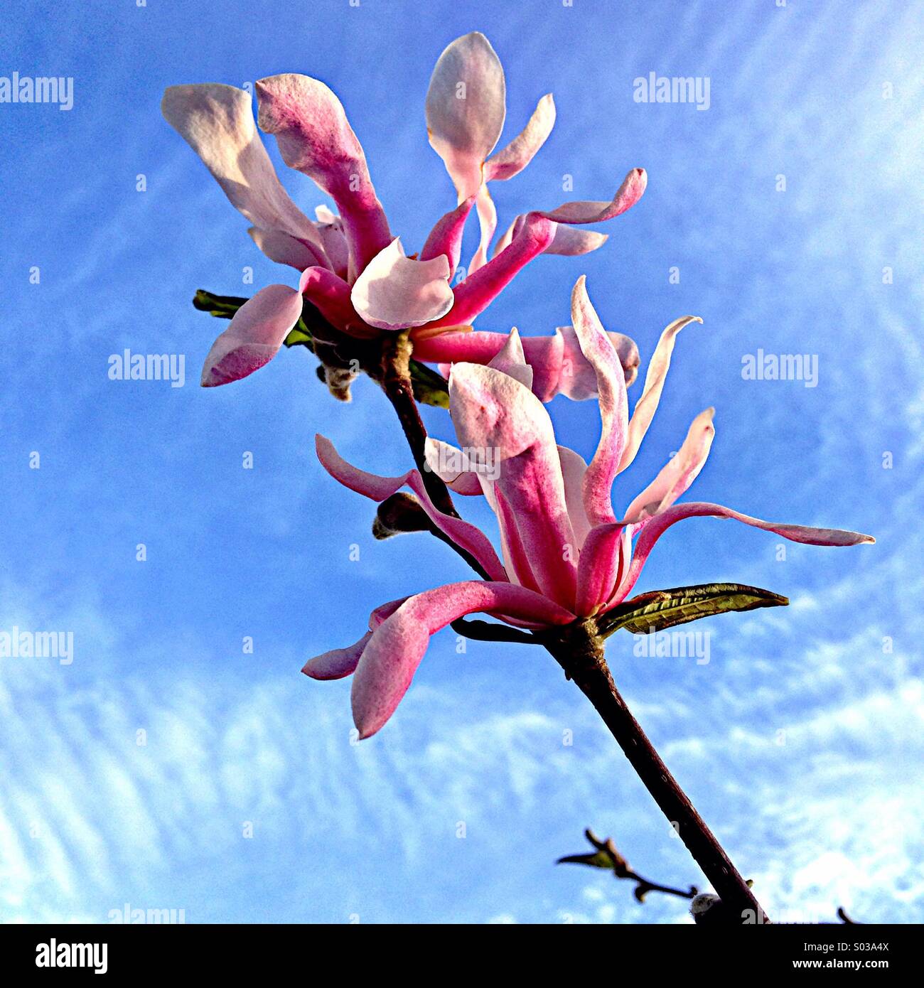 Frühling Blumen blühen. Stockfoto