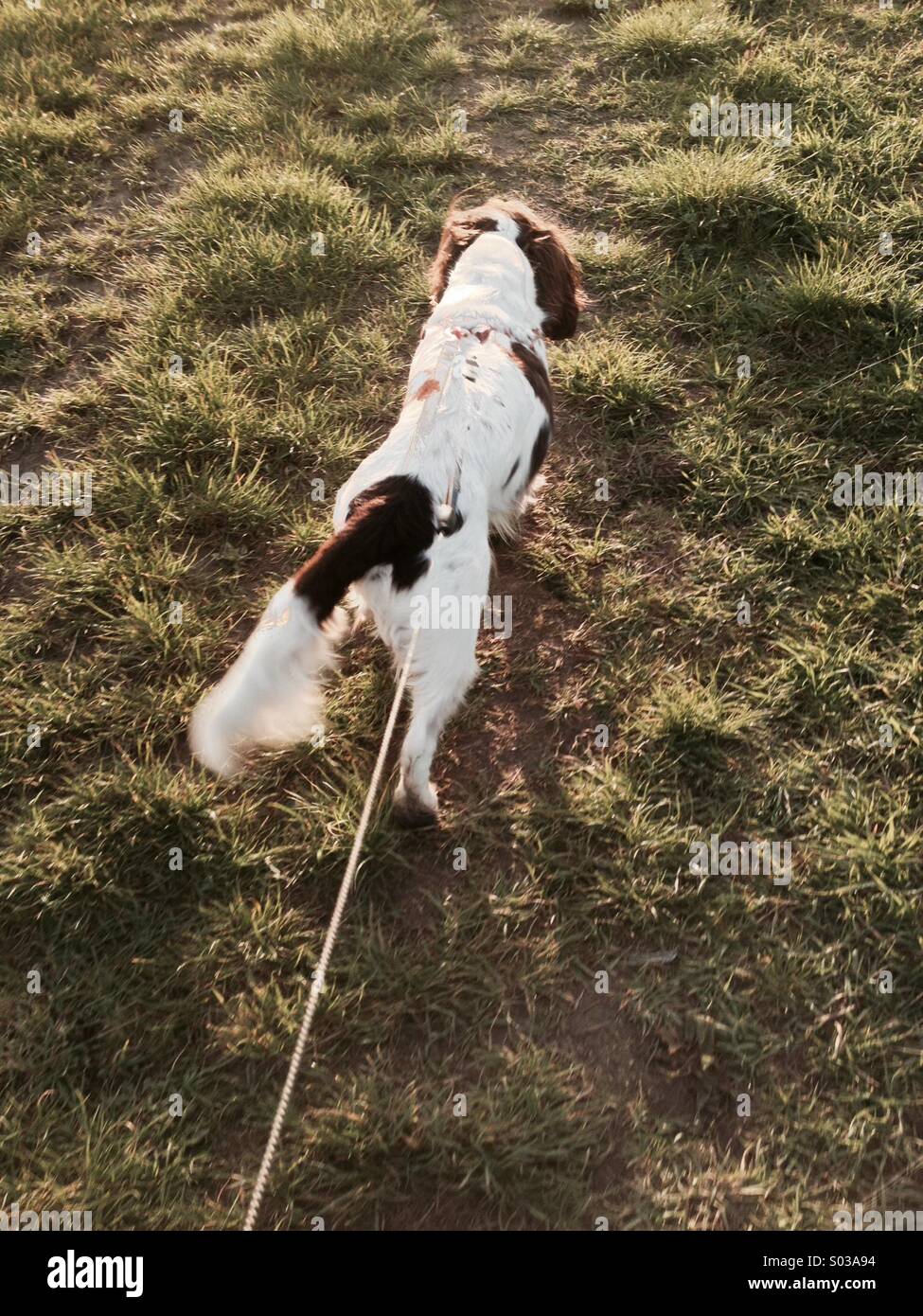 Spaziergang mit dem Hund. Springer Spaniel an der Leine Stockfoto
